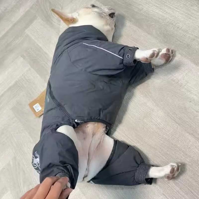 Bouledogue français vêtements  - Winter Clothing In French avis et prix